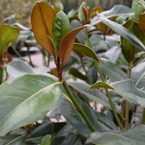 Magnolia grandiflora 'Galissonière' 100-125 cm